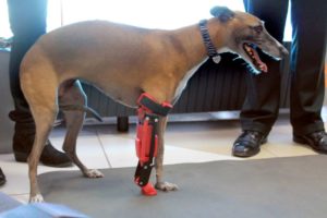 سگ معلول پای مصنوعی تولید شده توسط پرینتر سه بعدی