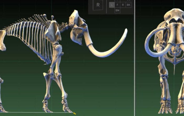 Paleontologists use 3D scanning to capture data on fossils of extinct species, such as the mammoth (Source: Autodesk)