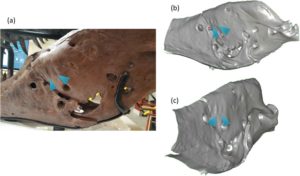 Paleontologists use 3D scanning to catalog and compare measurements in fossils (Source: PLOS One)
